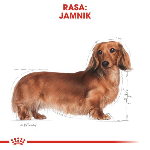 ROYAL CANIN BHN Dachshund Adult - sucha karma dla psa dorosłego - 7,5kg