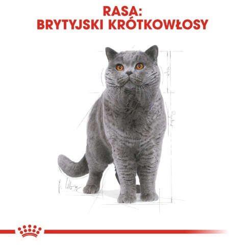 ROYAL CANIN FBN British Shorthair Adult - sucha karma dla dorosłego kota - 10kg