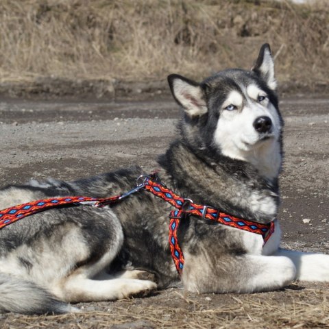 DINGO smycz "Winnetou" szer. 1,0 x 120-220 cm przepinana z taśmy polipropylenowej czerwień